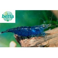 Mavi Melek Karides 5 Li Paket