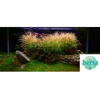 Eusteralis Stellata 1Bağ Canlı Bitki