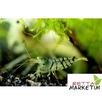 Turuncu Gözlü Kaplan Karides 5 Li Paket