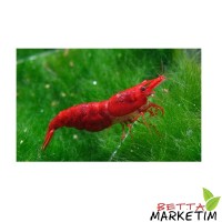 Kırmızı Sakura Karides 5 Adet
