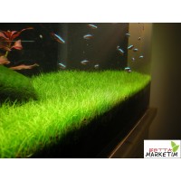 ELEOCHARİS PARVULA Mini 1 Bağ Canlı Bitki