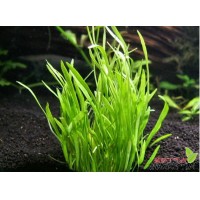 Lilaeopsis Novaezelandiae 1 Bağ - Zemin Bitkisi KOLAY