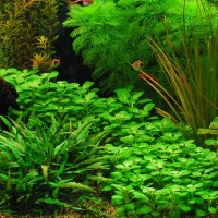 Lobelia Cardinalis 1 Bağ Canlı Bitki