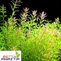 Rotala  ROTUNDIFOLIA 1 Bağ Canlı Bitki