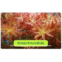 Rotala  ROTUNDIFOLIA 1 Bağ Canlı Bitki