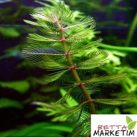 Myriophyllum Spicatum 1 Bağ Canlı Biti