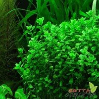 Bacopa Monneri 1 Bağ Canlı Bitki