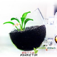 Akvaryum İçi Cam Bitki Saksısı