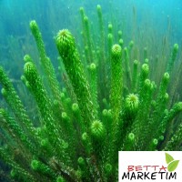 Egeria Najas 1Bağ Canlı Bitki
