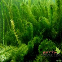 Egeria densa (Eledoa) 1kök Canlı Bitki