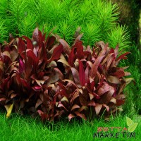 Alternanthera Reineckii Mini 1 kök Canlı Bitki