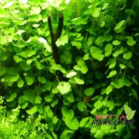 Hydrocotyle Leucocephala 1Bağ Canlı Bitki