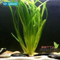 Vallisneria Spiralis Related Saz 1Bağ Canlı Bitki