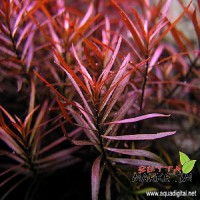 Ludwigia Arcuata 1 Bağ Canlı Bitki