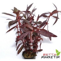 Alternanthera Sessilis 1Bağ Canlı Bitki