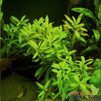Hygrophila Polysperma(Zeytin)1Bağ Canlı Bitki