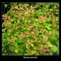 Bacopa Australis 1 Bağ Canlı Bitki