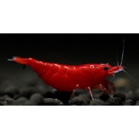 Blood Mary Karides 5 Adet