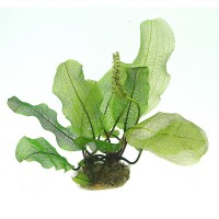 Aponogeton madagascarensis Soğan Canlı Bitki