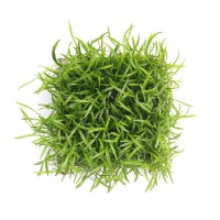 Dennerle Lilaeopsis Scaper pad 9x9 Ölçülerinde Tabaka Zemin Bitkisi