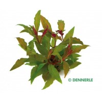 Dennerle Alternanthera reineckii Bronze 1 Bağ