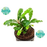 Dennerle Bucephalandra spec. ´Wavy Leaf´ Saksı