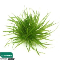 Dennerle Blyxa japonica  Saksı