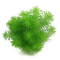 Dennerle Pogostemon erectus Saksı 