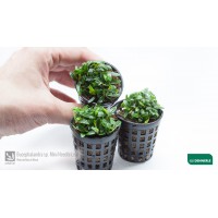 Dennerle Bucephalandra spec. ´Mini Needle Leaf´ 