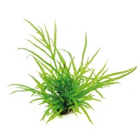 Microsorum pteropus ´Trident´ Saksı Canlı Bitki