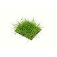 Dennerle Eleocharis pusilla pad 9 x 9 cm  Zemin Bitkisi