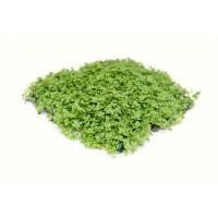 Dennerle Hemianthus Cuba pad 9 x 9 cm  