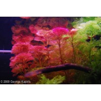 Cabomba Piauhyensis 1 Bağ Canlı Bitki