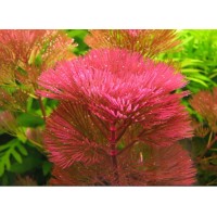 Cabomba Piauhyensis 1 Kök Canlı Bitki