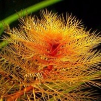 Myriophyllum Mattogrossense Red 1 Bağ Canlı Bitki