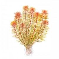 Myriophyllum Mattogrossense Red 1 KÖK Canlı Bitki