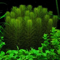 MYRIOPHYLLUM SCABRATUM 1 Bağ Canlı Bitki