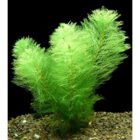 MYRIOPHYLLUM SCABRATUM 1 Kök Canlı Bitki