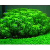 Tonina sp Belem 1 Bağ Canlı Bitki