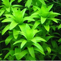 Tonina Fluviatilis 1 Bağ Canlı Bitki