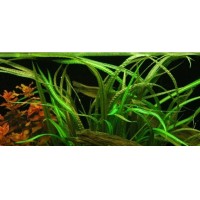 Cryptocoryne balansae 1 Kök Canlı Bitki
