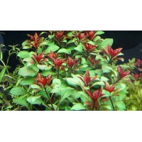 Ludwigia Peruensis Diamond 1Bağ Canlı Bitki