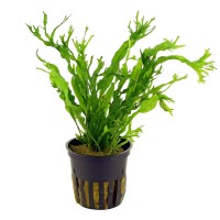 Microsorium Windelov Saksı 1 Adet 