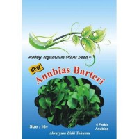 Anubias Barteri Bitki Tohumu 16 Adet