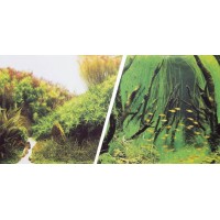  40 cm 1Metre Çift Taraflı Akvaryum Arka Fon bitkili ve Ağaç dallı