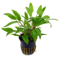 CRYPTOCORYNE WENDTII GREEN 1 Bağ Ön Plan Bitkisi