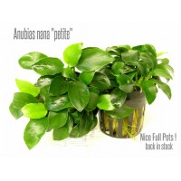Anubias Nana Petite 1 Kök 