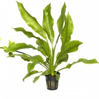 Echinodorus Bleheri 1 Kök - Orta Plan Bitkisi