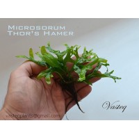 Microsorum Thor's Hammer Saksı (İlk Defa Betta Marketimde) 