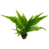 Microsorum Pteropus L Boy Saksı (Java Fern Türü)